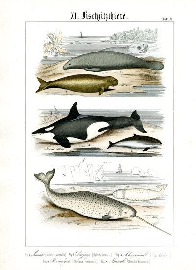 Mamíferos marinhos e suas caraterísticas anatómicas de C. Roth