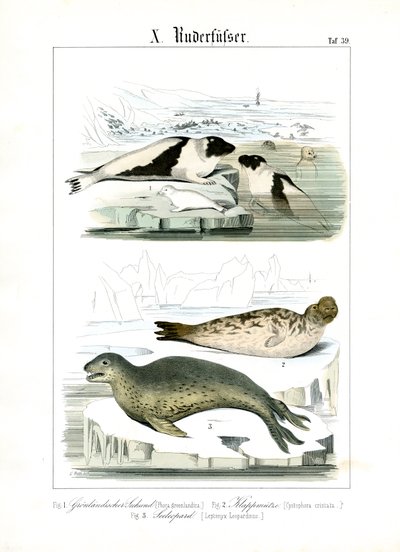 Focas das águas do Ártico de C. Roth