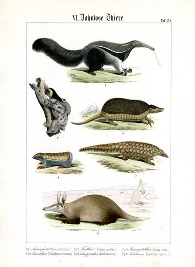 Animais desdentados: Tamanduás, preguiças e tatus de C. Roth