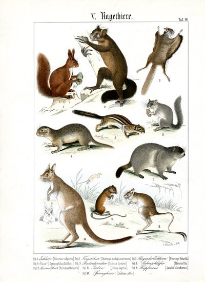 Várias espécies de roedores da Europa e da América de C. Roth