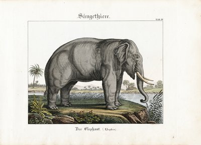 Elefante africano de C. Steglich