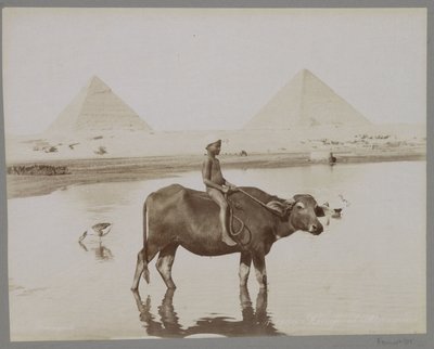Rapaz sobre um búfalo com duas pirâmides no fundo no Egipto
Beufe et Pyramides (título sobre o objecto) de C. and G. Zangaki