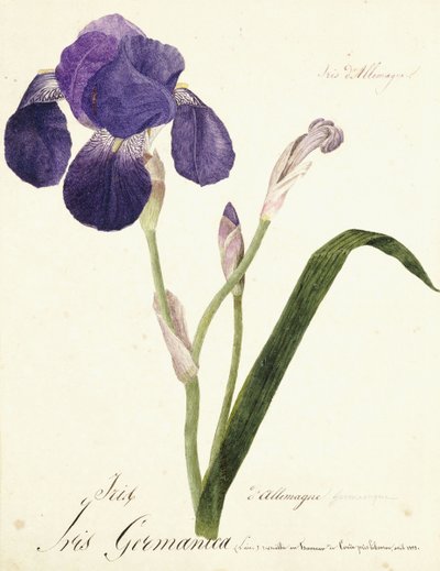Íris alemã; Iris Germanica, c. 1815-1851 de Capitaine Pelletier