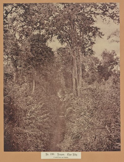 No. 120. Rangoon. Beco do Tigre de Capt. Linnaeus Tripe