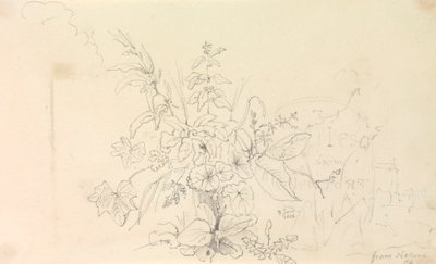 Sketch of Plants and a Milestone from Nature, 3 de Junho de 1826 de Capt. Thomas Hastings