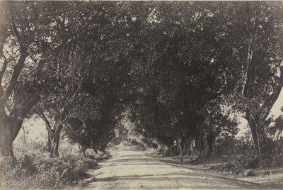 Avenida das Árvores Banianas, Seringham, Índia de Captain Linnaeus Tripe
