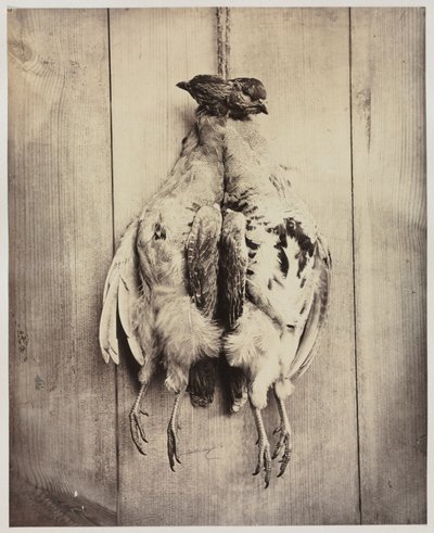 Partridges recto, c. 1861. de Captain N. Baily