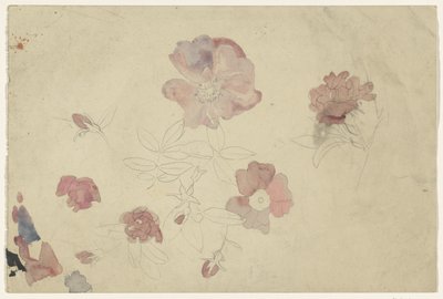 Estudos de flores em roxo e rosa de Carel Adolph Lion Cachet
