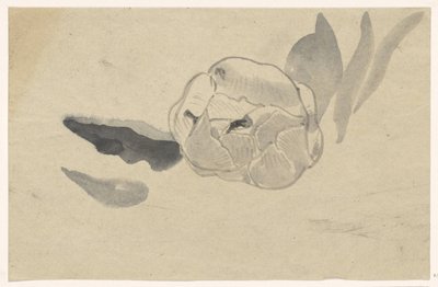 Estudo das flores de Carel Adolph Lion Cachet