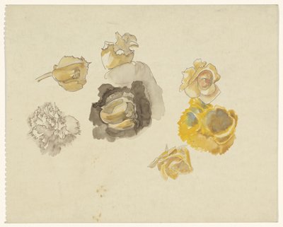 Estudos de flores em amarelo de Carel Adolph Lion Cachet