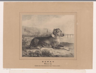 Cão Donau
Donau. Chien du Baron de Westreenen de Tiellandt (título sobre o objecto) de Carel Christiaan Antony Last