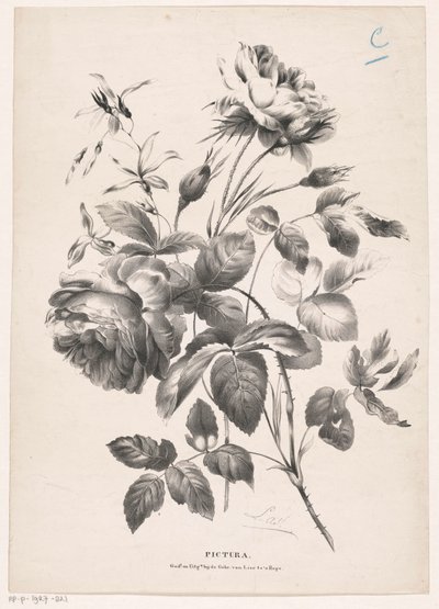 Twee rozen
Pictura (título da série sobre o objecto) de Carel Christiaan Antony Last