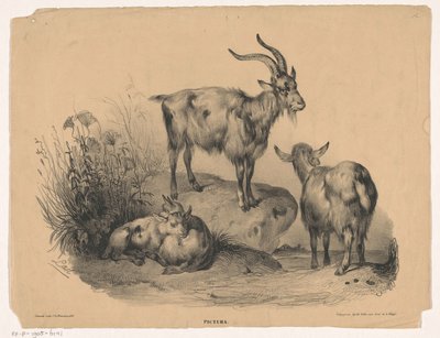 Quatro cabras Pictura (título da série no objeto) de Carel Christiaan Antony Last