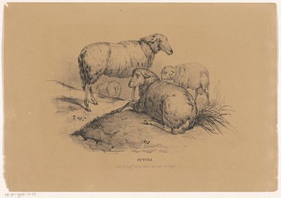 Quatro ovelhas Pictura (título da série no objeto) de Carel Christiaan Antony Last