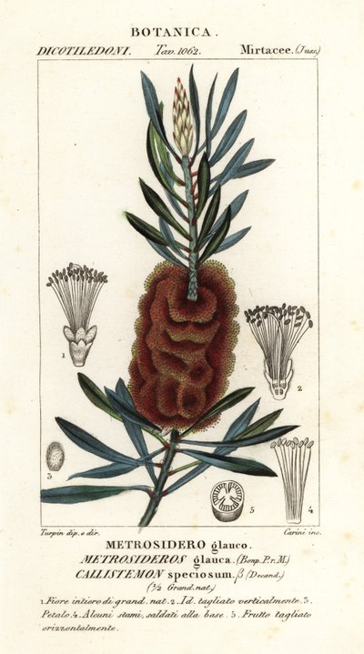 Albany bottlebrush, Callistemon speciosus de Carini Carini