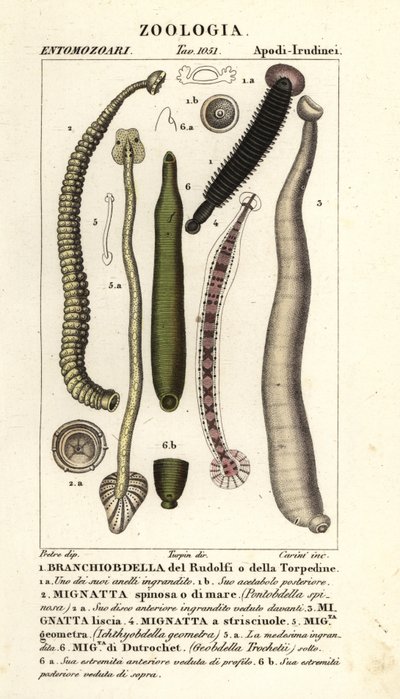 Sanguessugas de peixe e sanguessugas de água doce: Branchiobdellida 1, Pontobdella spinosa 2, Whitmania laevis 3, Hirudo vittata 4, Piscicola geometra 5, Ichthyobdella geometra 5, Geobdella trochetii 6 de Carini Carini
