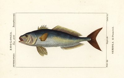 Grande amberjack, Seriola dumerili, Seriola di Dumeril de Carini Carini