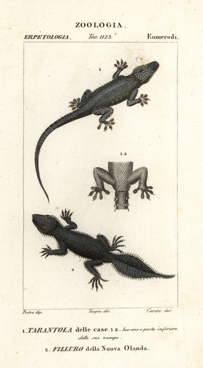 Osga doméstica, Hemidactylus frenatus 1, e osga de cauda larga, Phyllurus platurus 2 de Carini Carini