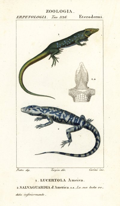 Jungle-runner, Ameiva ameiva,, Lucertola ameiva 1 e golden tegu, Tupinambis teguixin, Safeguard of America de Carini Carini