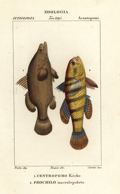 Poleiro do Nilo, Peixe niloticus tardio, peixe ou cadoz, Ophiocara macrolepidota de Carini Carini