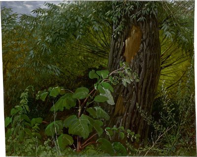 Tronco de salgueiro com vegetação rasteira de Carl Gustav Carus