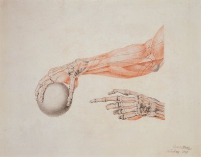 Mãos anatômicas, 1837 (giz colorido sobre papel) de Carl Haag