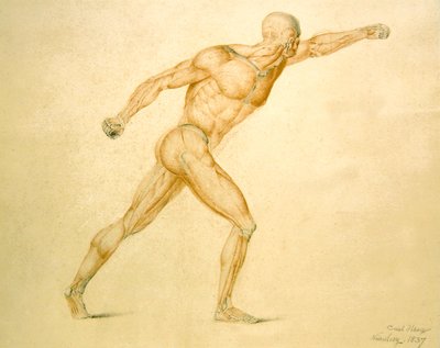 A musculatura anatómica de um homem em pleno alongamento de Carl Haag