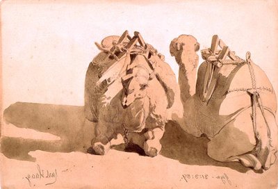 Estudo dos camelos de Carl Haag