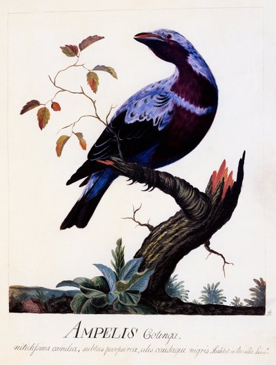 Ampelis cotinga (Cotinga cotinga), Cotinga de peito roxo, aguarela de Carl Linnaeus