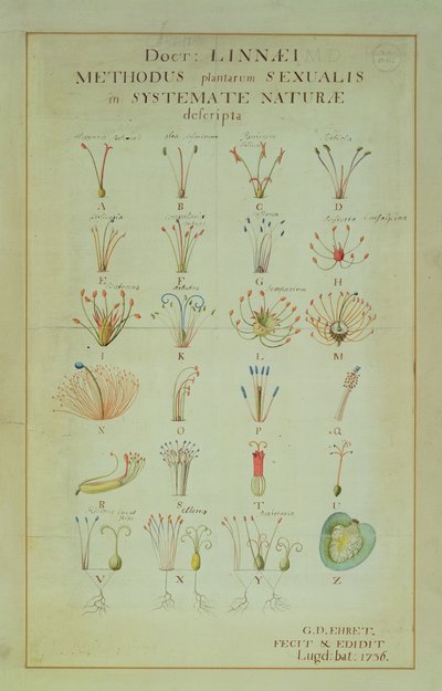 Ilustração do sistema sexual das plantas de Linnean (gravura colorida) de Carl Linnaeus