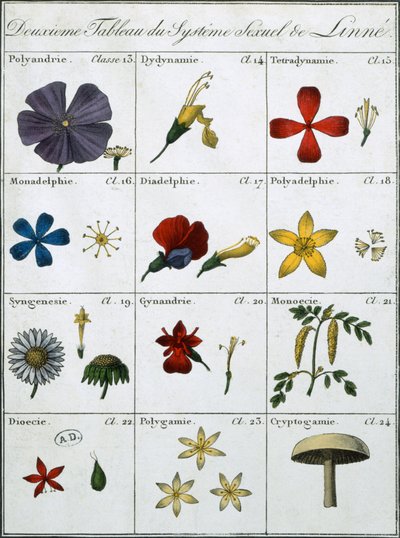 Segunda Tabela do Sistema Sexual de Plantas Lineanas de Carl Linnaeus