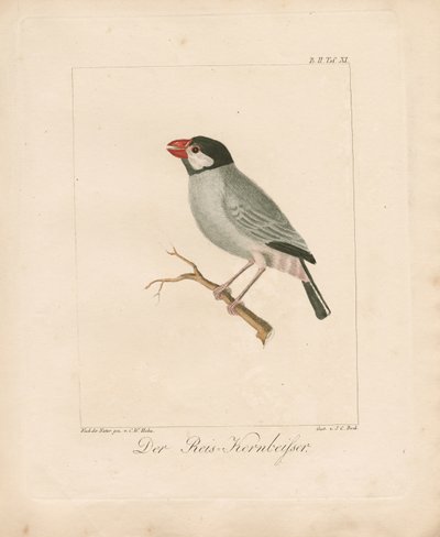 O tentilhão do arroz de Java (litografia colorida à mão) de Carl Wilhelm Hahn