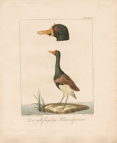 Jacana de asa amarela (litografia colorida à mão) de Carl Wilhelm Hahn