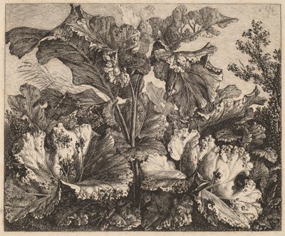Estudo de pequenas plantas: uma bardana, delicados tufos de grama à esquerda de Carl Wilhelm Kolbe