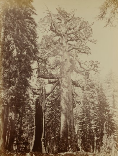 Grizzly Giant, Mariposa Grove de Carleton E. Watkins
