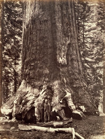 Floresta. de Carleton Emmons Watkins