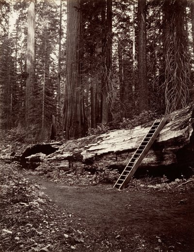 Pai da Floresta, 1865-66, impresso ca. 1876. de Carleton Emmons Watkins