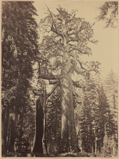 Grizzly Giant, Mariposa Grove, 1861 (foto) de Carleton Emmons Watkins