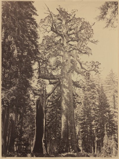 Grizzly Giant, Mariposa Grove, 1861. de Carleton Emmons Watkins