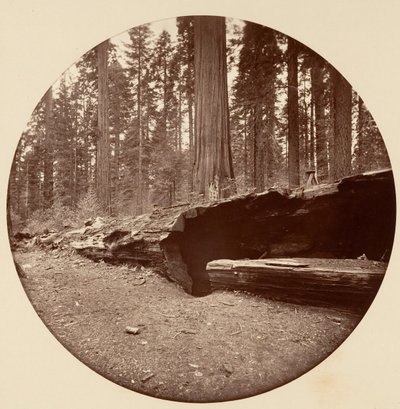 Floresta. de Carleton Emmons Watkins
