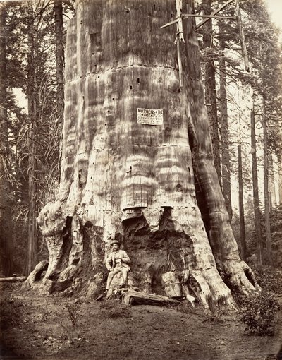 Mãe da Floresta, 1865-66, impresso ca. 1876. de Carleton Emmons Watkins