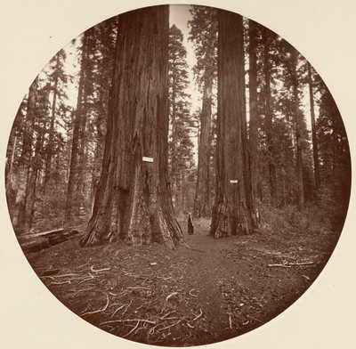 Nenhum, ca. 1878. de Carleton Emmons Watkins