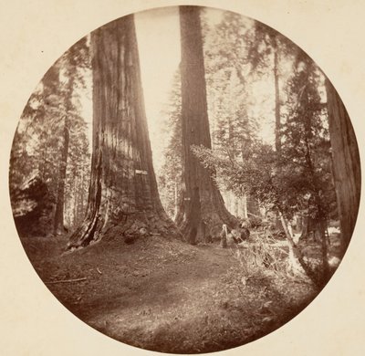 Old Dominion e Taverna do Tio Tom. Calaveras Grove, c. 1878. de Carleton Emmons Watkins