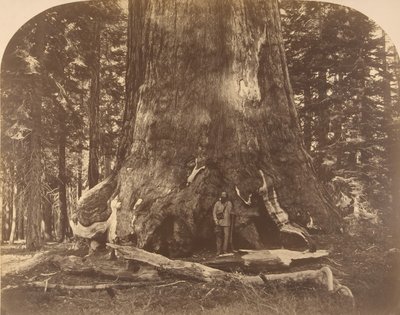 Seção de Grisly Giant, Mariposa Grove, 1861. de Carleton Emmons Watkins