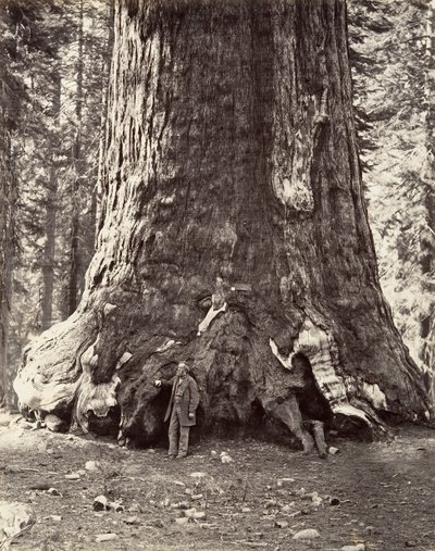 Floresta. de Carleton Emmons Watkins