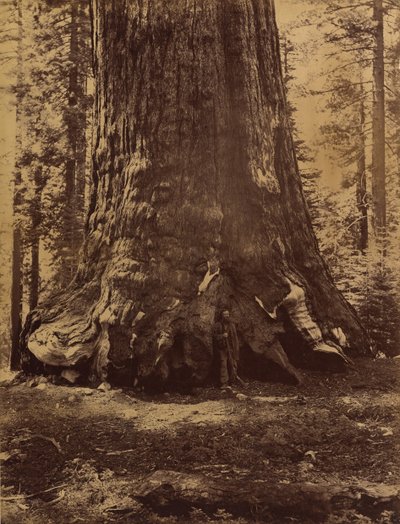 Floresta. de Carleton Emmons Watkins