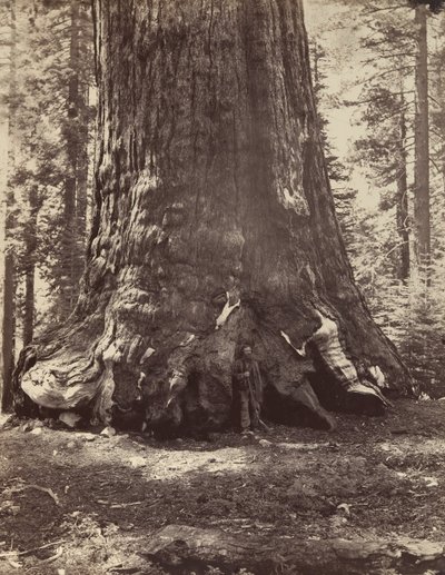 Floresta. de Carleton Emmons Watkins