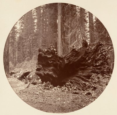 O Pai da Floresta 450 pés C. Grove, ca. 1878. de Carleton Emmons Watkins