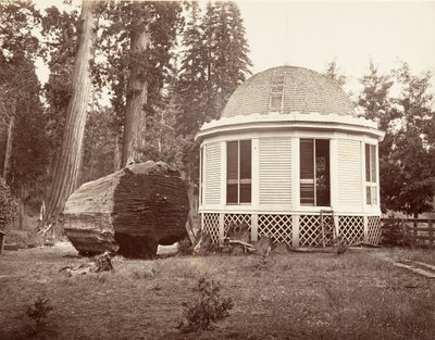 A casa construída sobre o toco de uma grande árvore, 1865-66, impresso ca. 1876. de Carleton Emmons Watkins