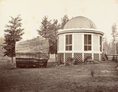 Floresta. de Carleton Emmons Watkins
